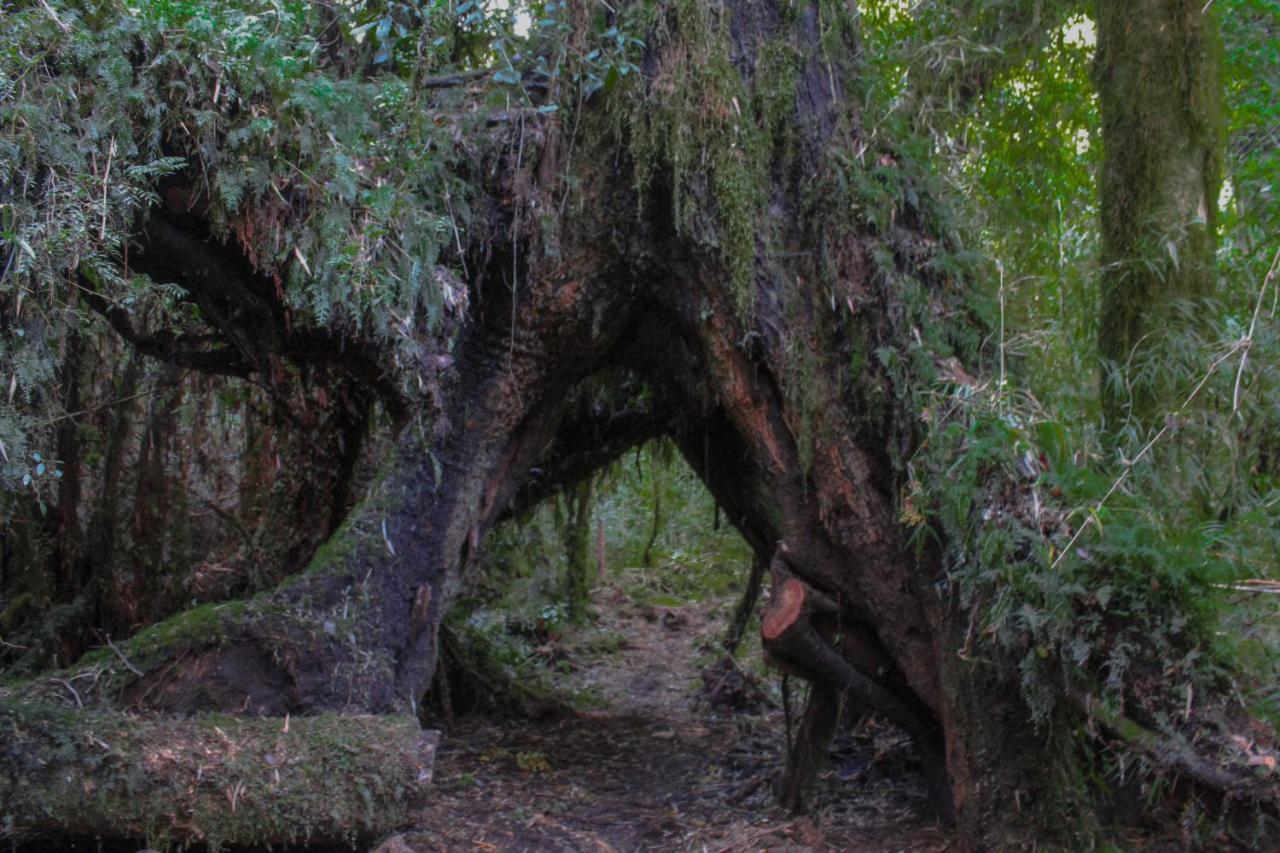 Lodge Parque Tepuhueico Castro Exteriér fotografie