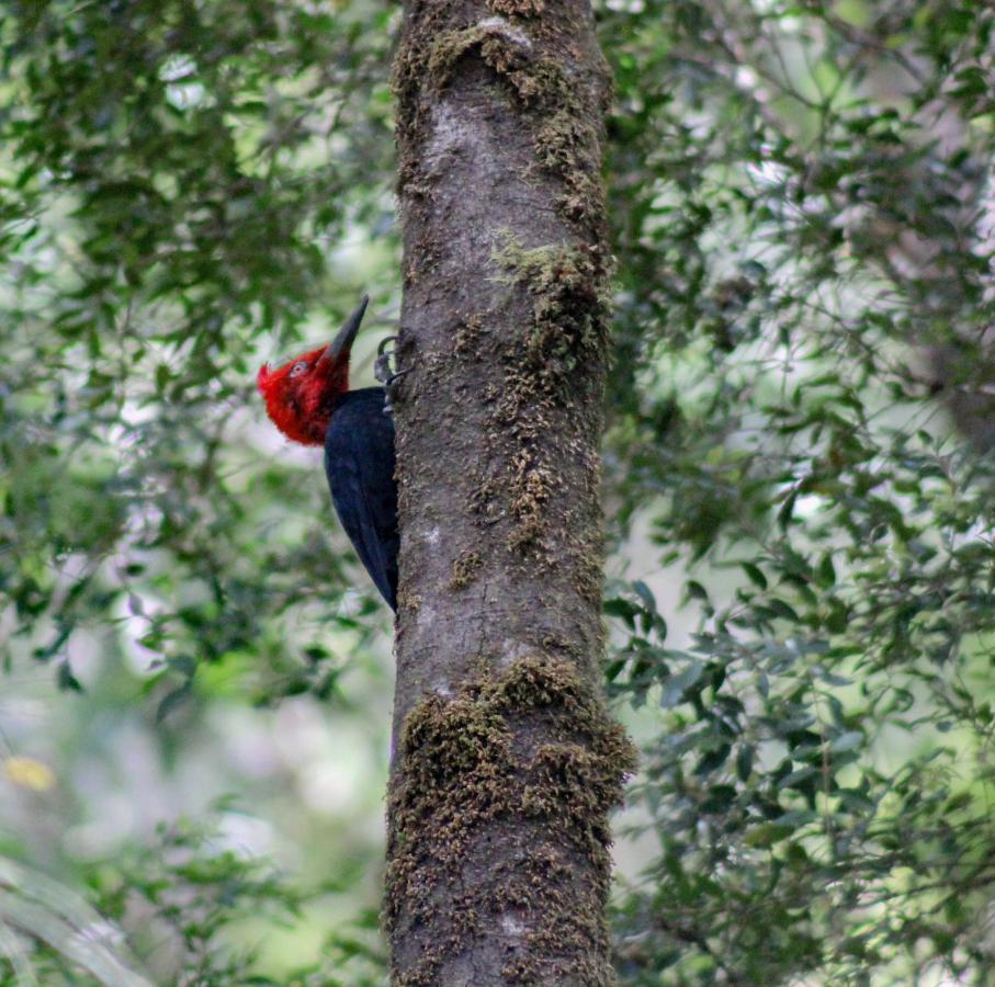 Lodge Parque Tepuhueico Castro Exteriér fotografie